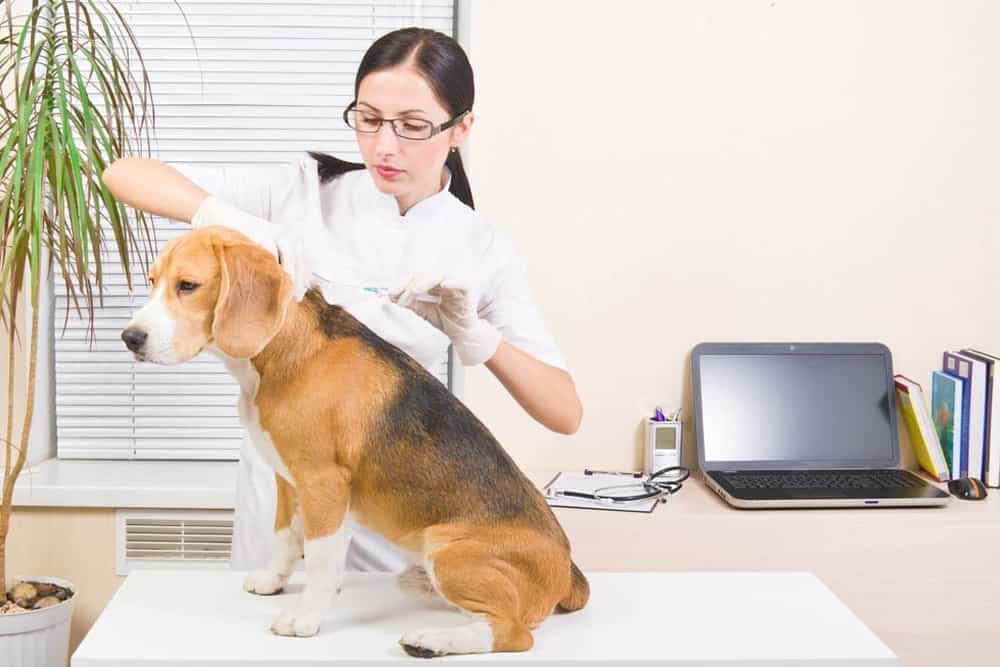 Vet makes an injection of dog breed of beagle
