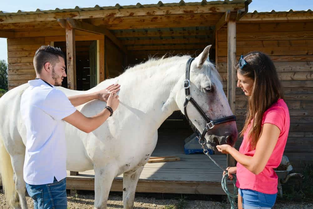 handsome young man veterinary taking care of a beautiful white and gray camargue horse