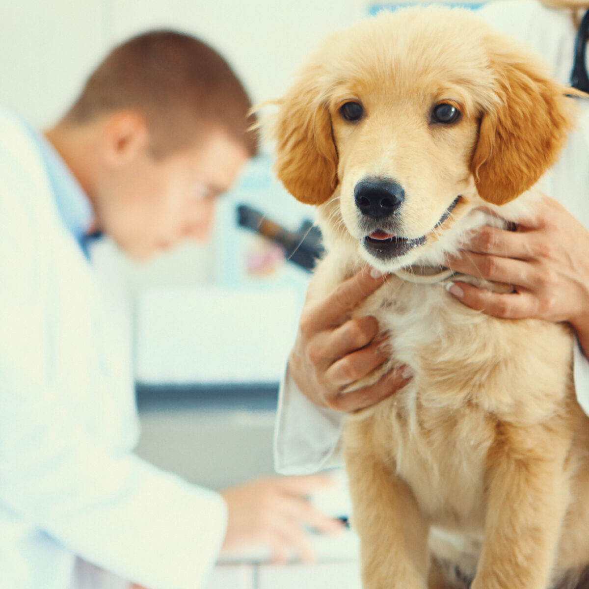 Laseroterapia zwierząt po urazach – na czym polega i jakie daje efekty?