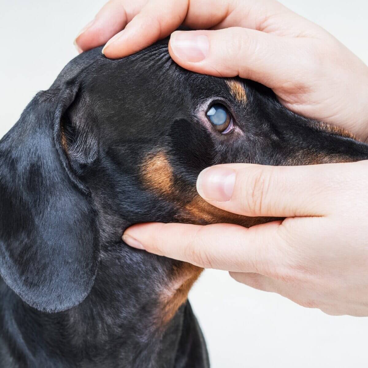 Jak leczyć psią zaćmę?