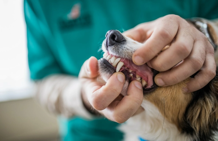 Przegląd zębów psa