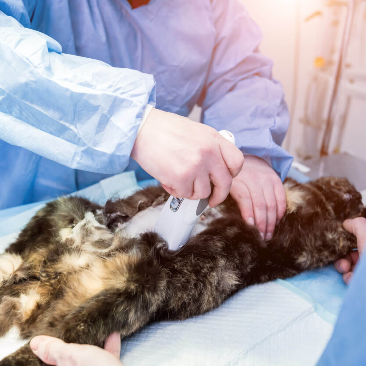 Kiedy i czy sterylizować koty?